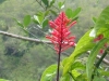 Akaka Falls State Park 04